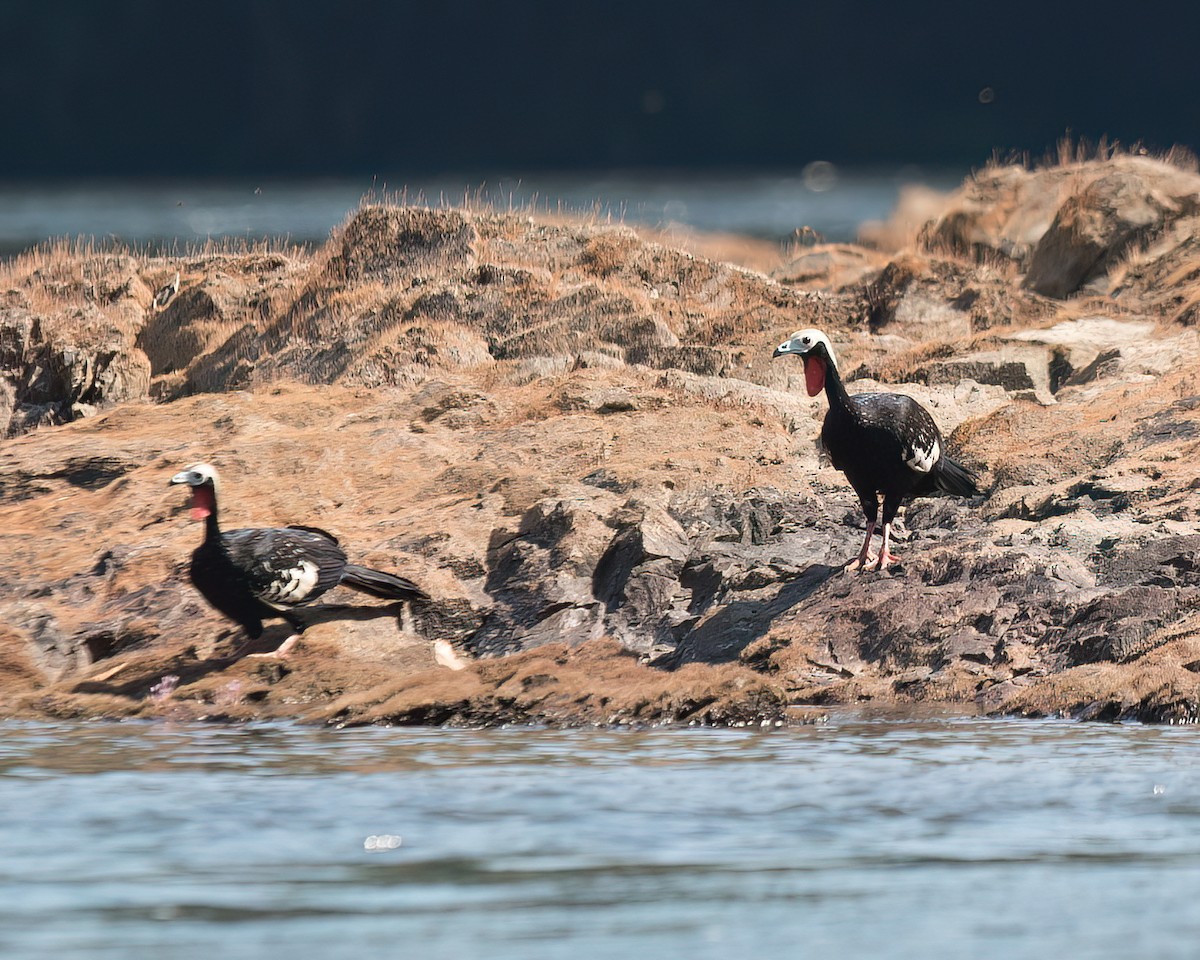 Red-throated Piping-Guan - ML623050210