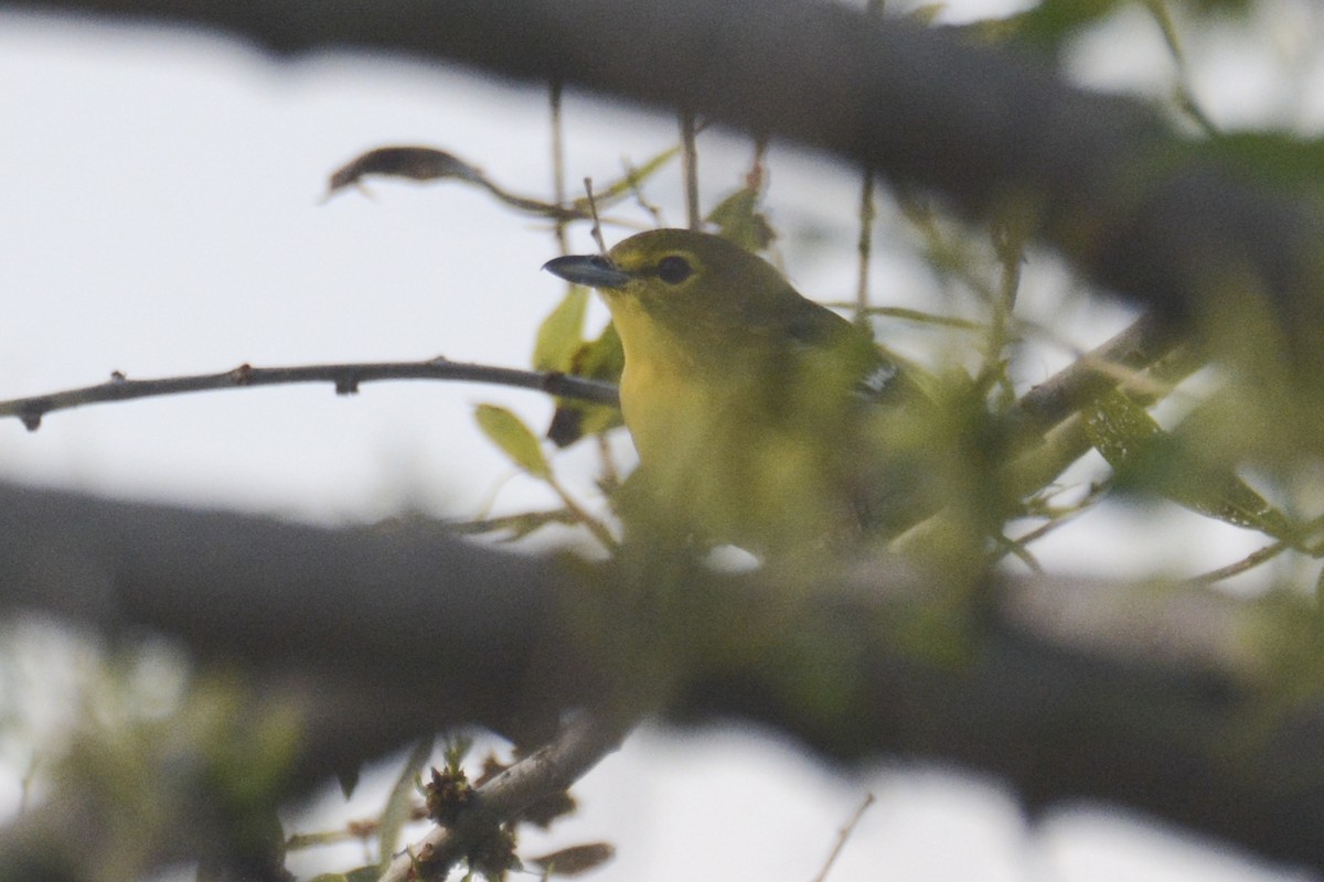 Yellow-throated Vireo - ML623050228