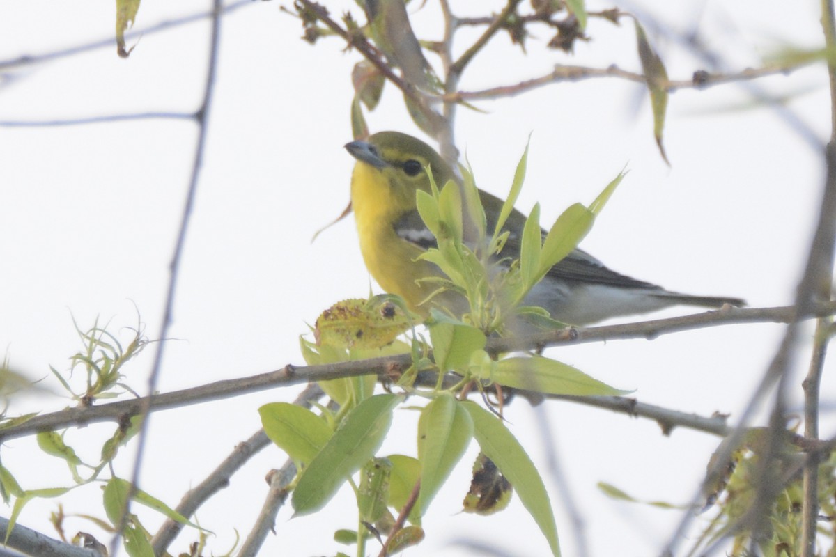 Yellow-throated Vireo - ML623050229