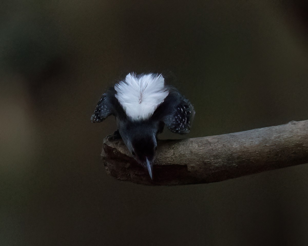 Dot-backed Antbird - ML623050238