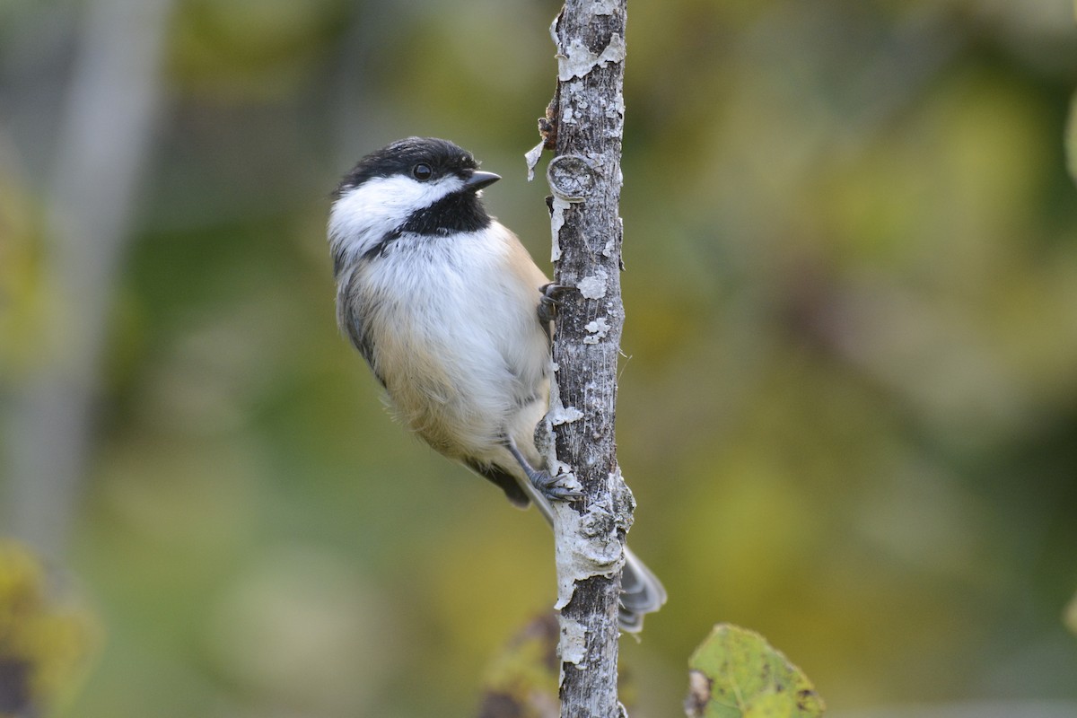 Black-capped Chickadee - ML623050248