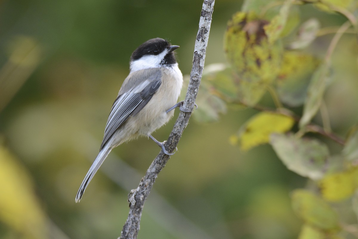 Black-capped Chickadee - Jax Nasimok