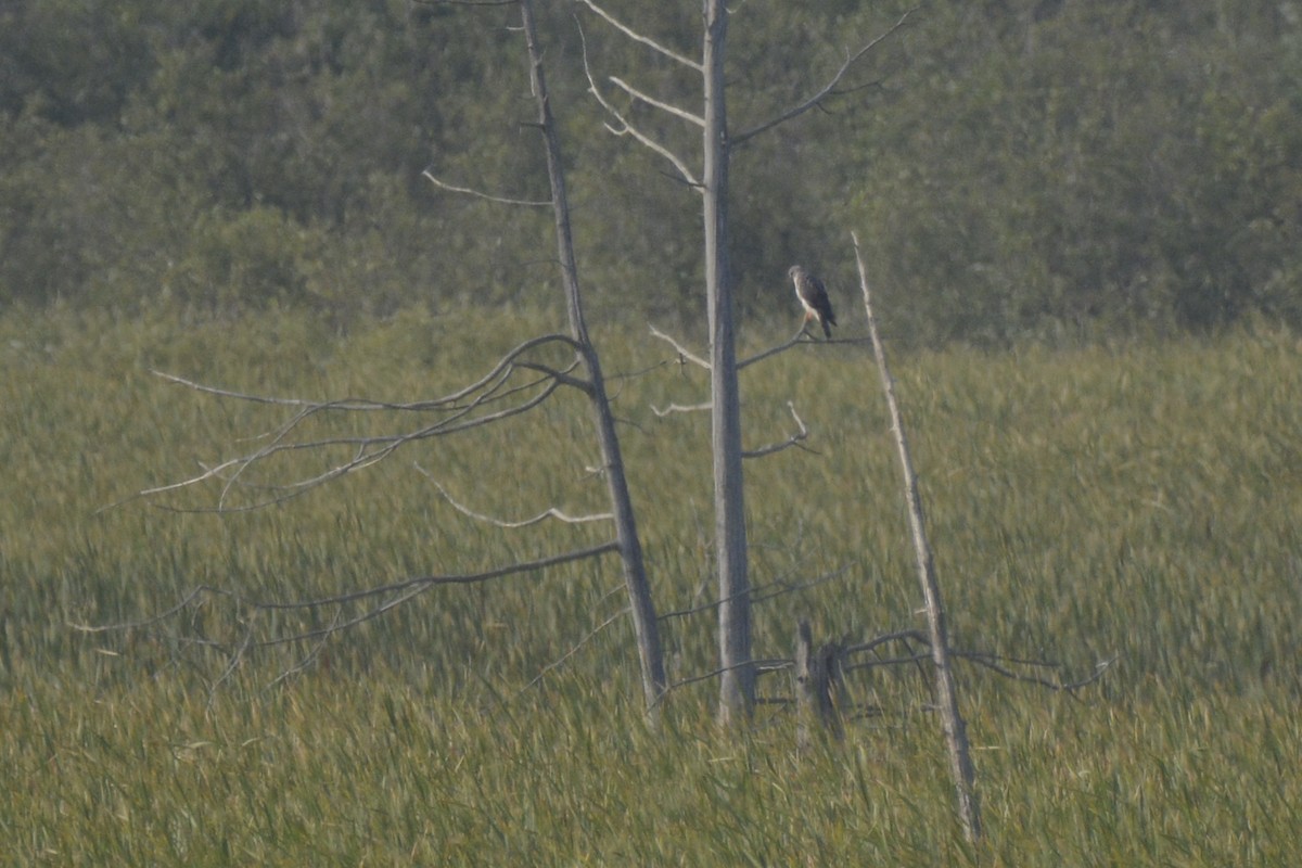 Northern Harrier - ML623050253