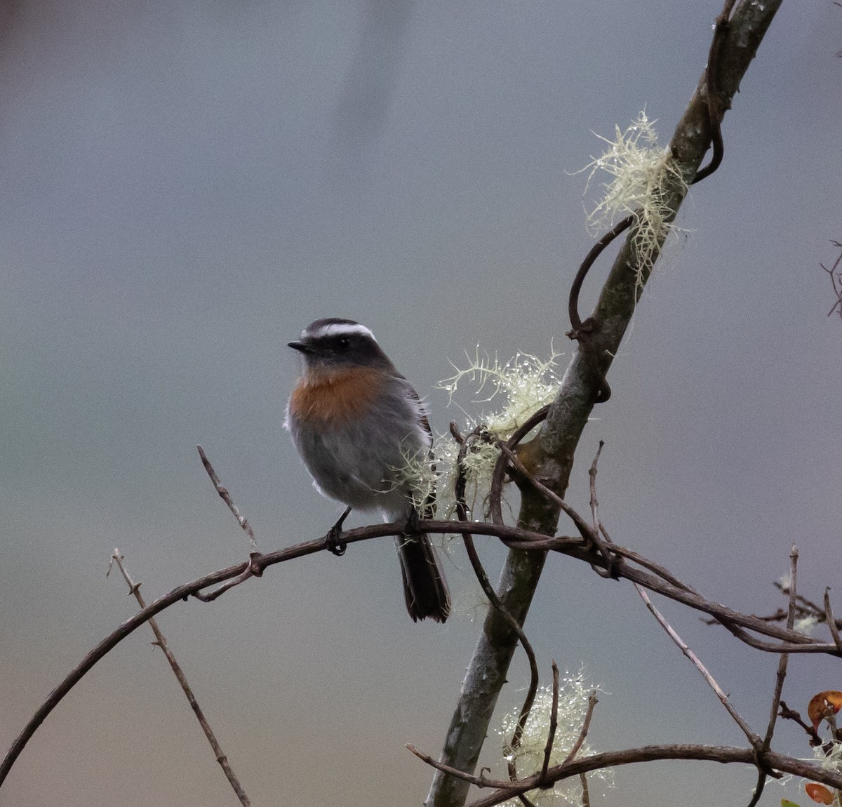 Rufous-breasted Chat-Tyrant - ML623050254