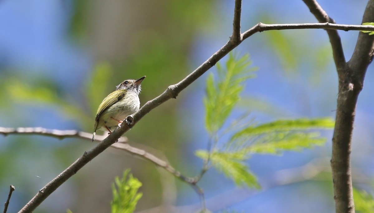 White-bellied Pygmy-Tyrant - ML623050424