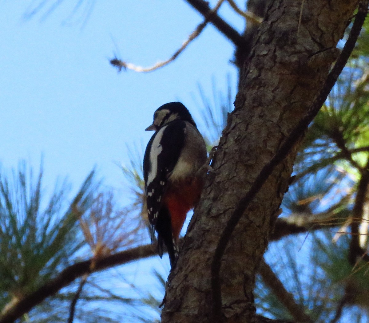 Great Spotted Woodpecker - Pablo Miki Garcia Gonzalez