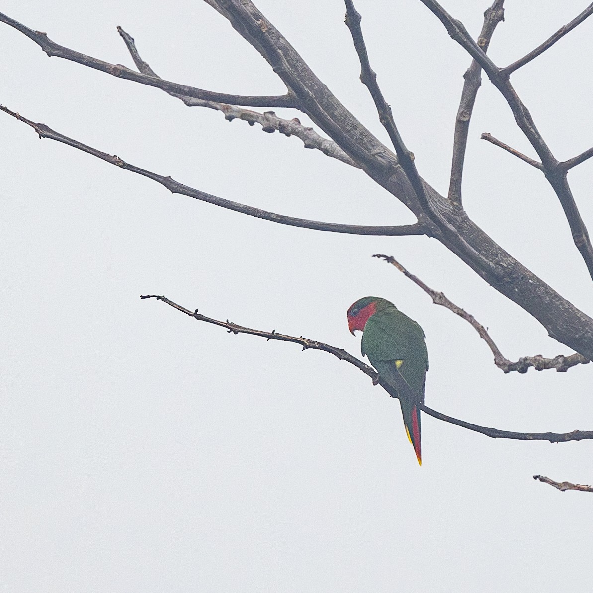 Fairy Lorikeet - Per Smith