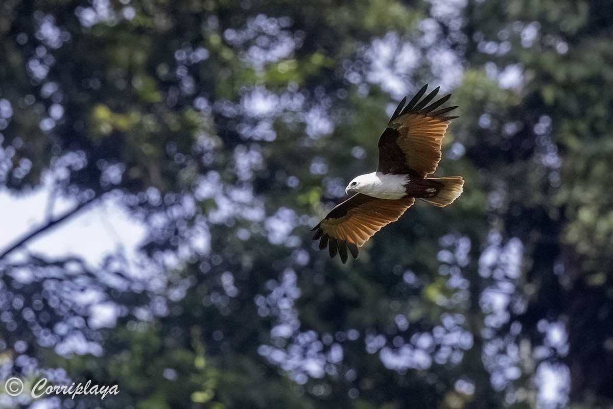 Brahminy Kite - ML623050616