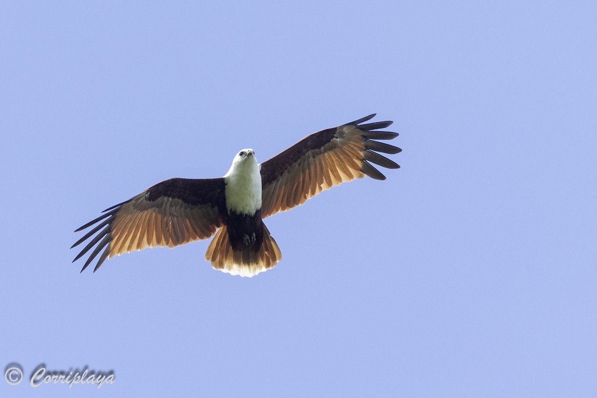 Brahminy Kite - ML623050617