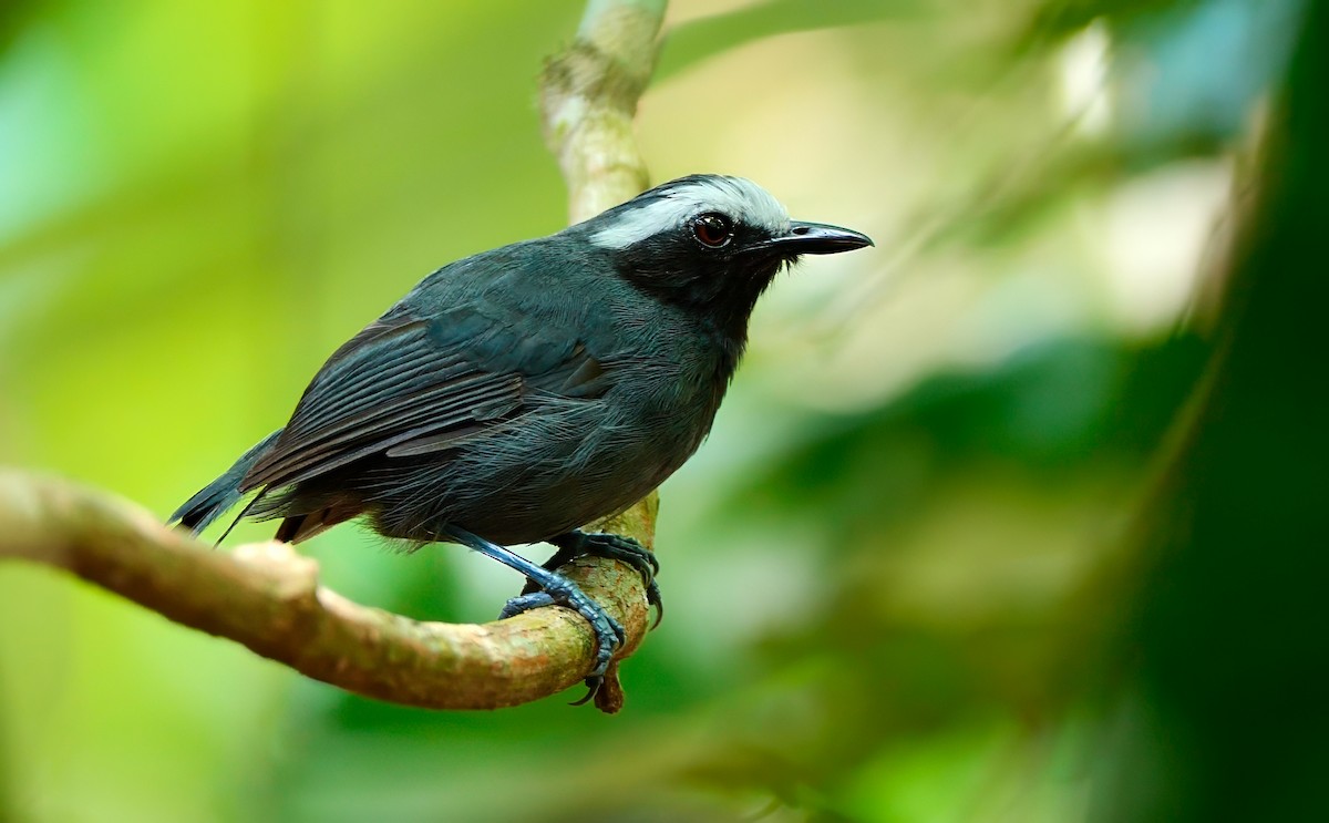 White-browed Antbird - ML623050626