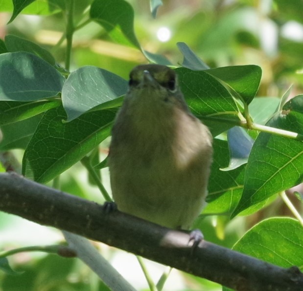 Vireo Piquigrueso - ML623050779