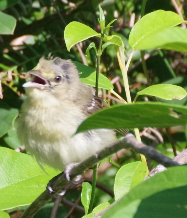 Vireo Piquigrueso - ML623050780