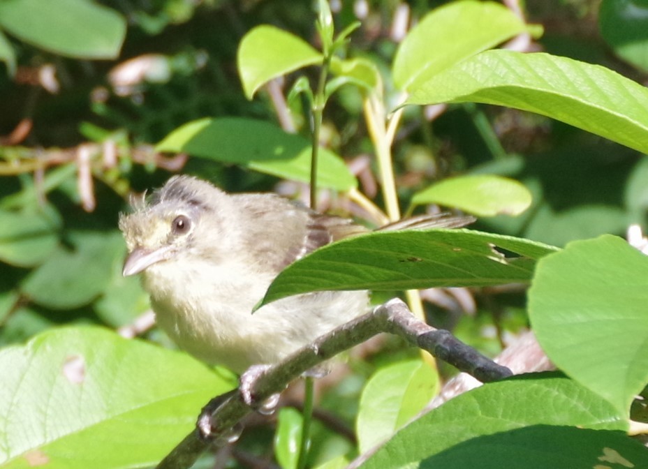 Vireo Piquigrueso - ML623050781