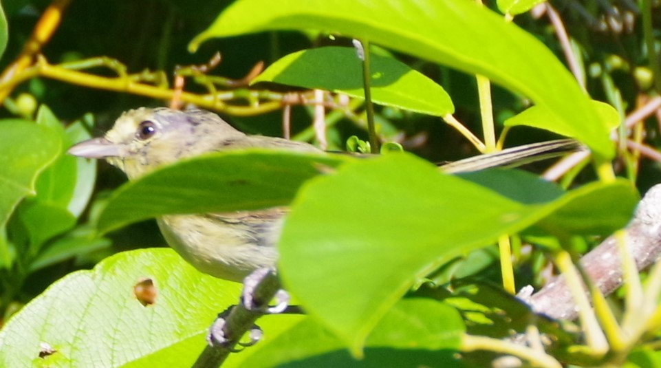 Vireo Piquigrueso - ML623050782