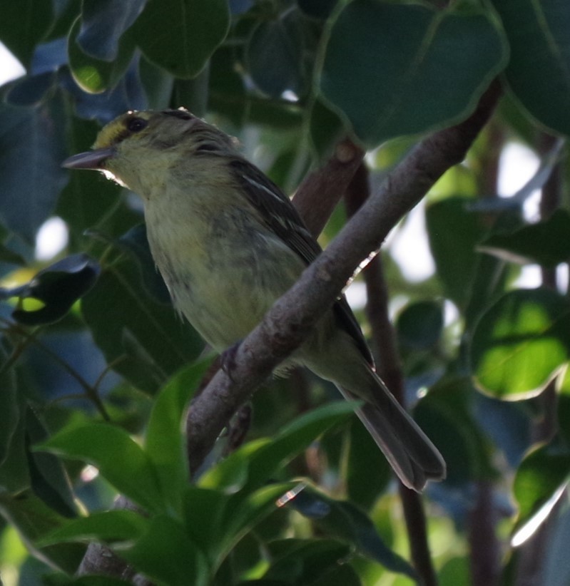 Vireo Piquigrueso - ML623050783