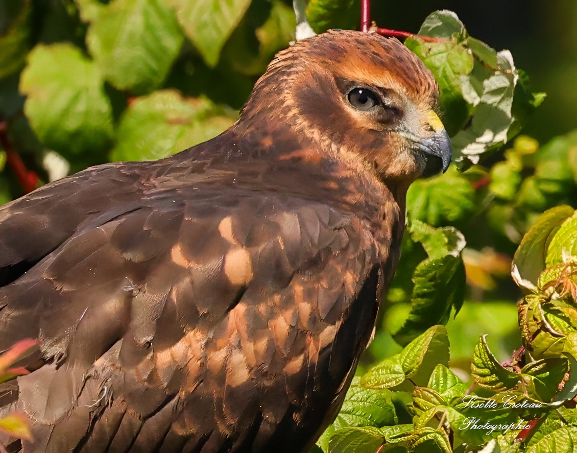 Northern Harrier - Lisette Croteau