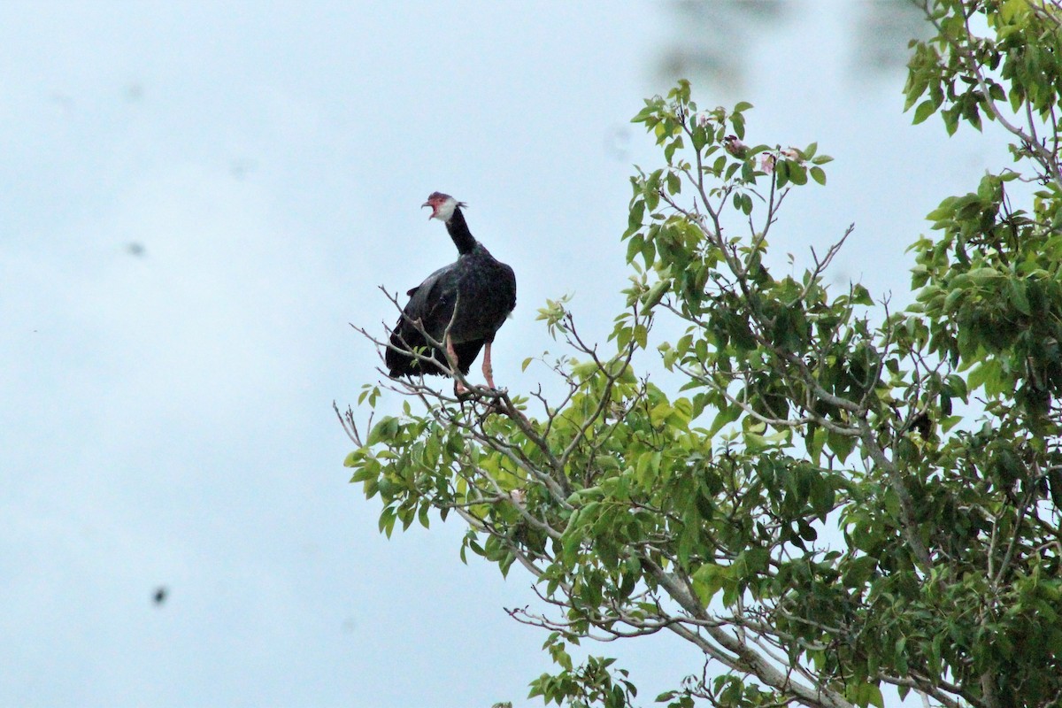 Northern Screamer - ML623050817