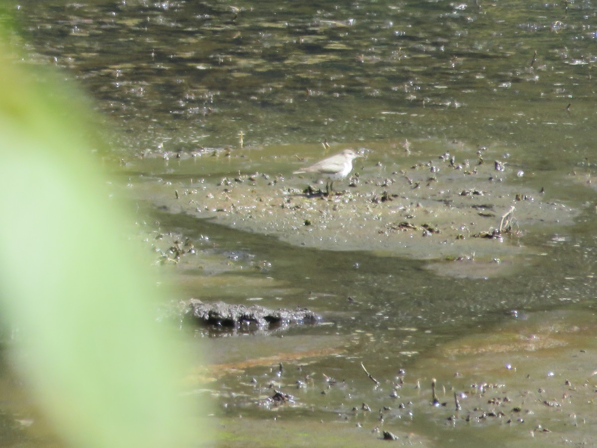 Spotted Sandpiper - ML623050858