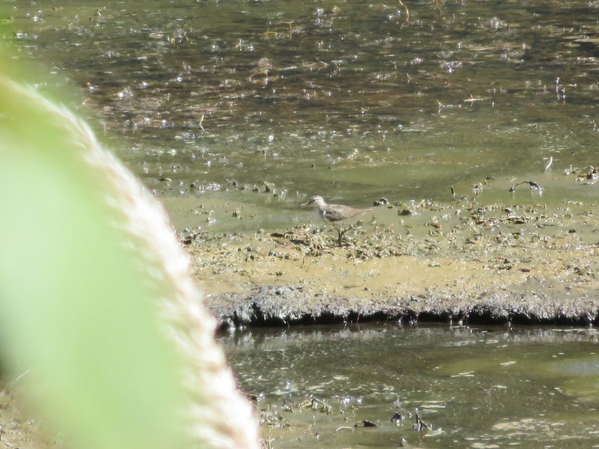 Spotted Sandpiper - ML623050860