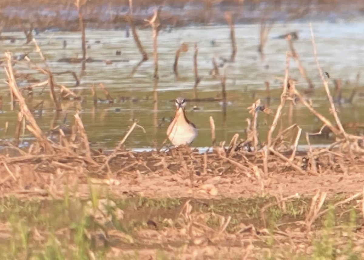 Wilson's Phalarope - ML623050881