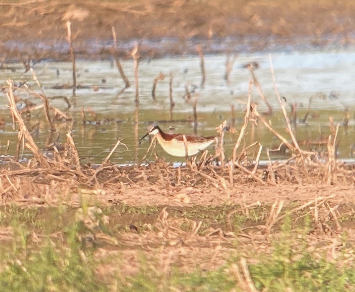 Wilson's Phalarope - ML623050886