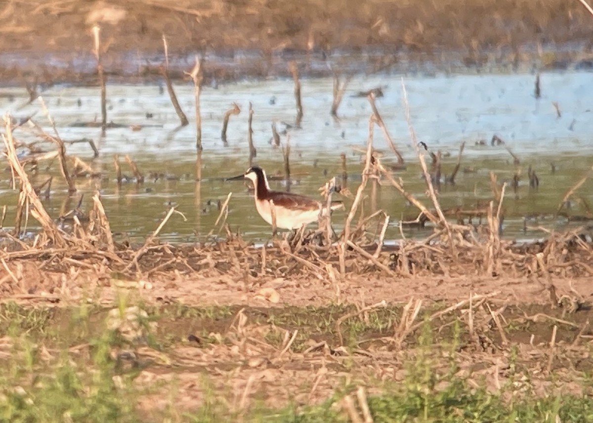 Wilson's Phalarope - ML623050889