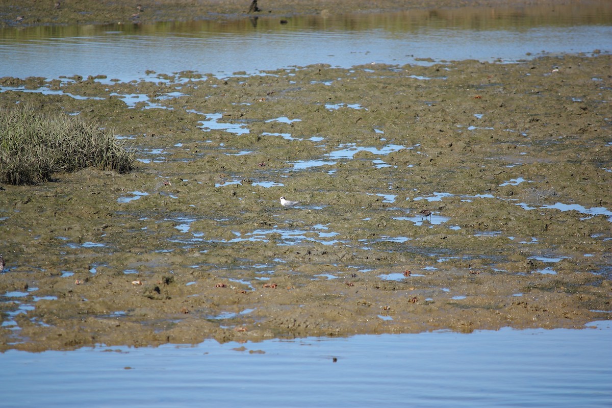 Little Tern - ML623050938