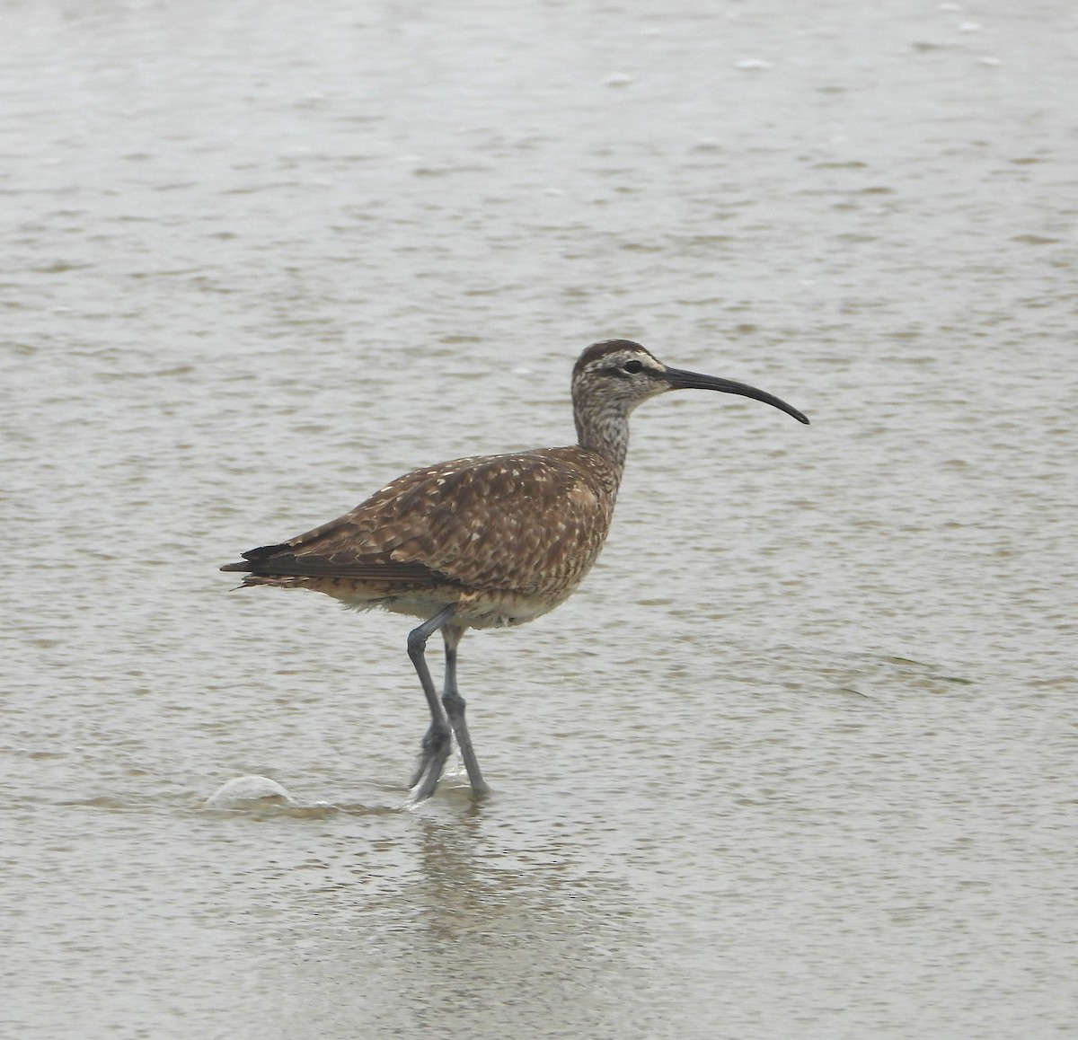 Whimbrel - Lynn Scarlett