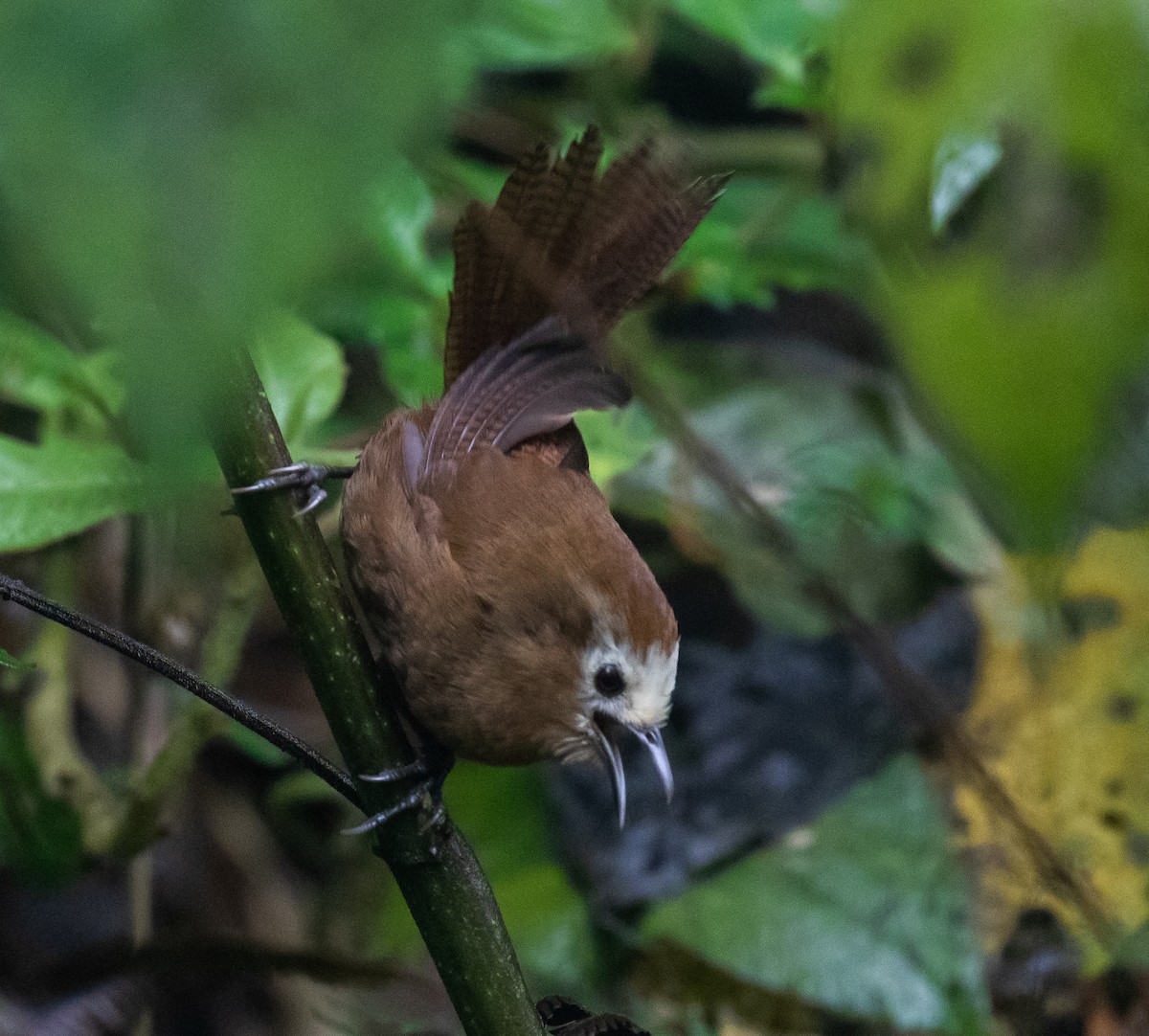 Peruvian Wren - ML623050984