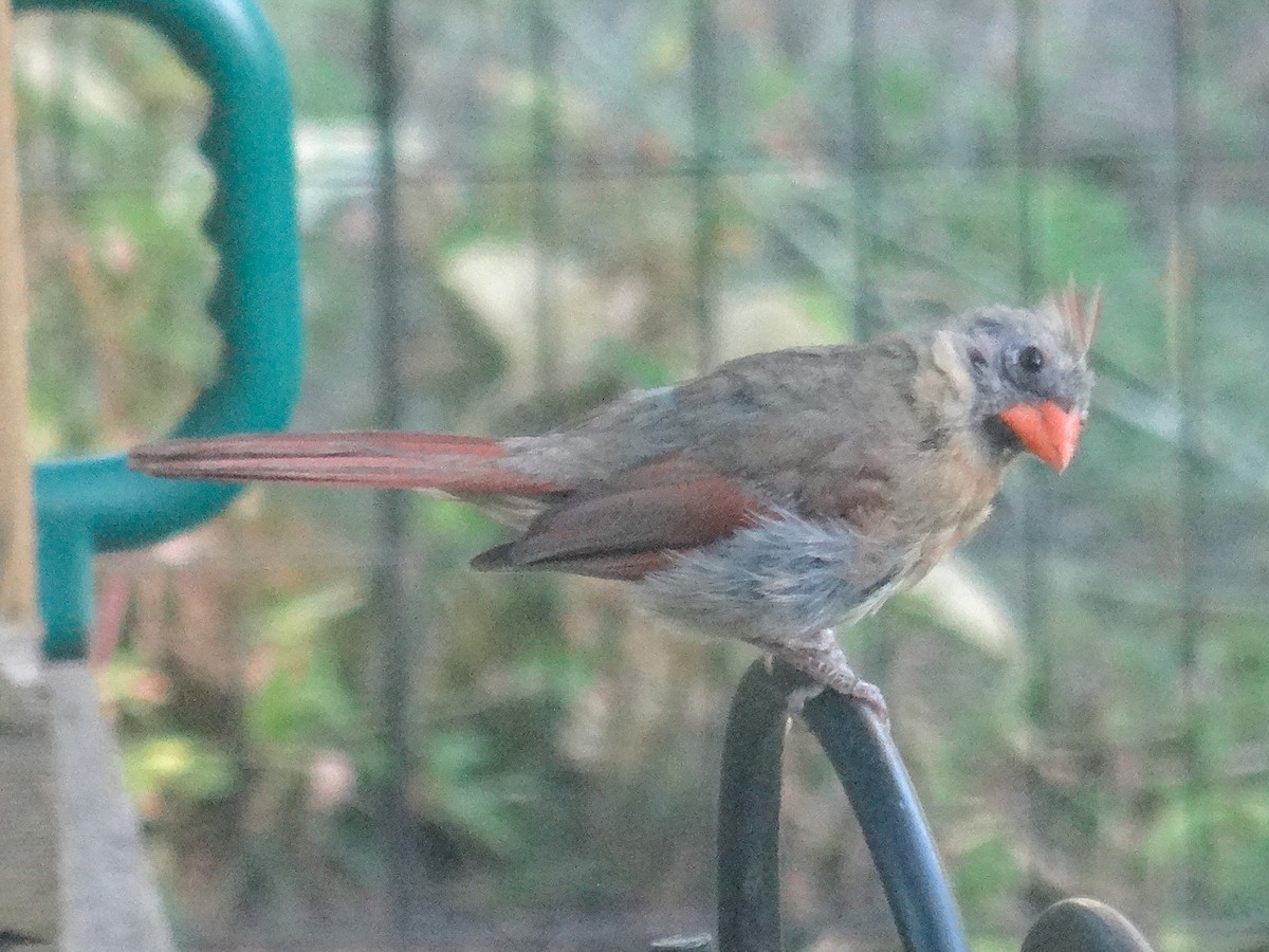 Cardinal rouge (groupe cardinalis) - ML623051094