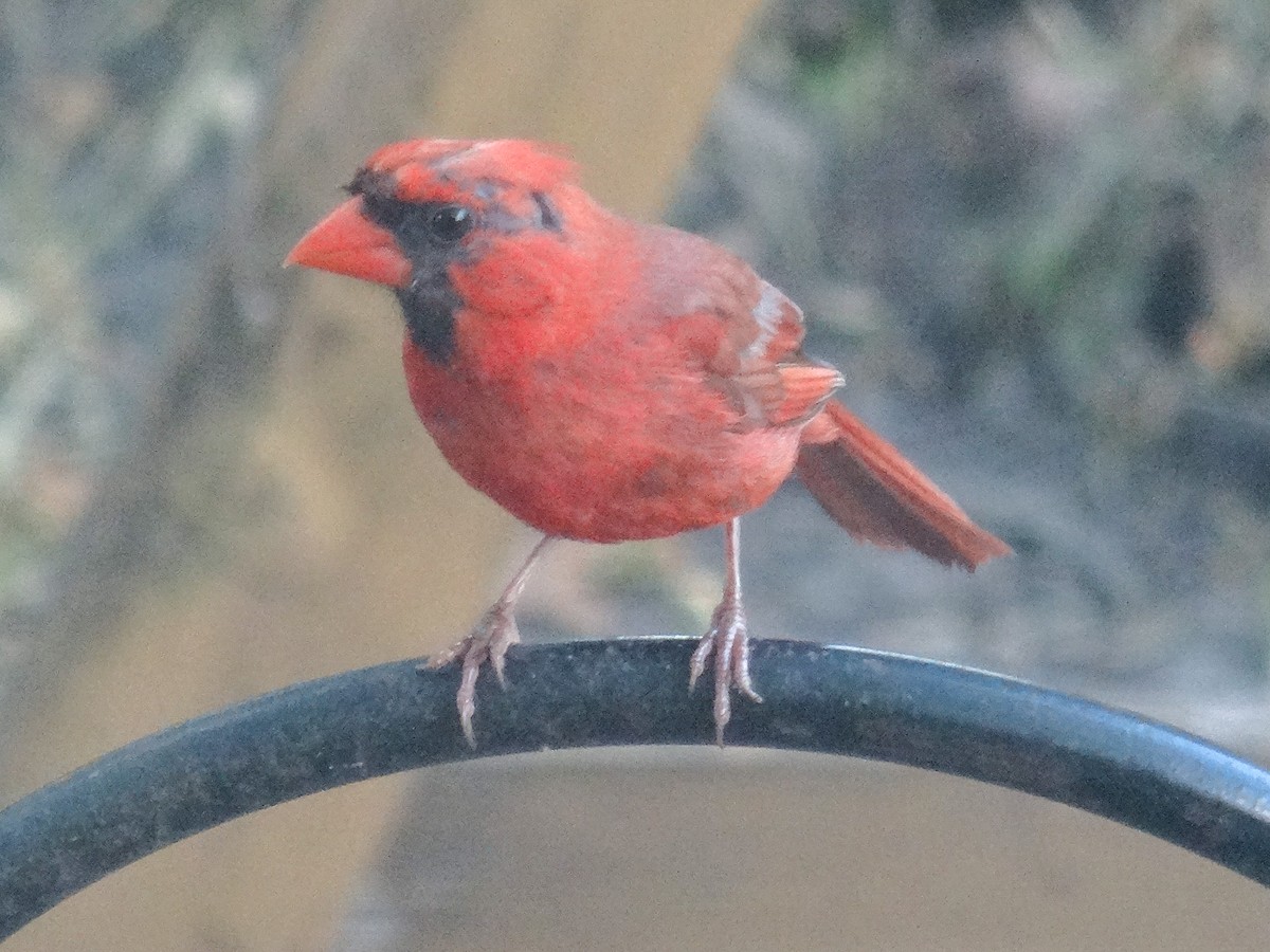 Cardinal rouge (groupe cardinalis) - ML623051095