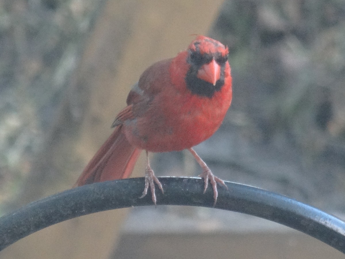 Cardenal Norteño (grupo cardinalis) - ML623051097