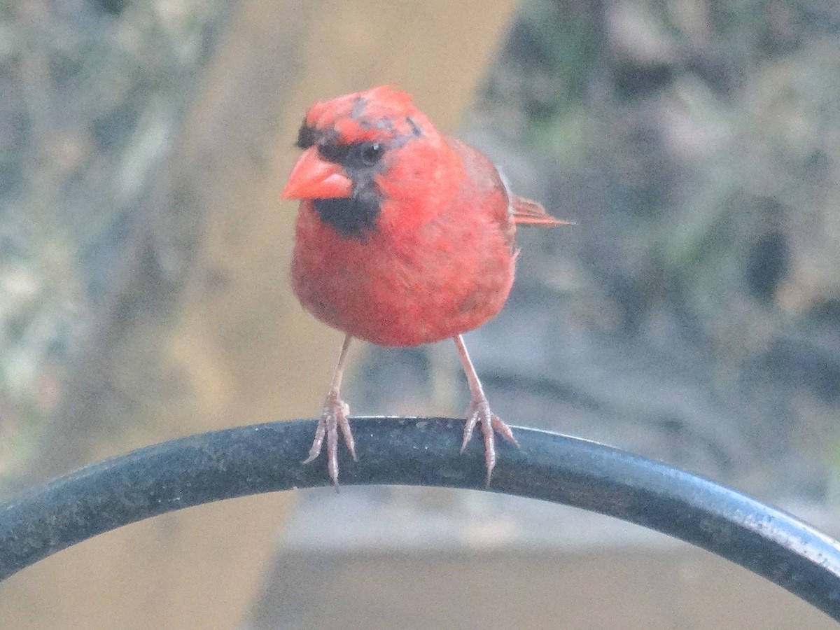 Cardinal rouge (groupe cardinalis) - ML623051099