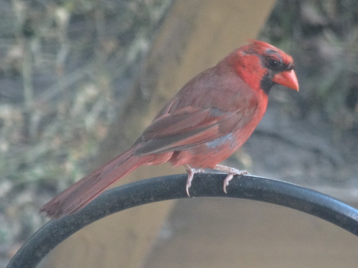 Cardinal rouge (groupe cardinalis) - ML623051100