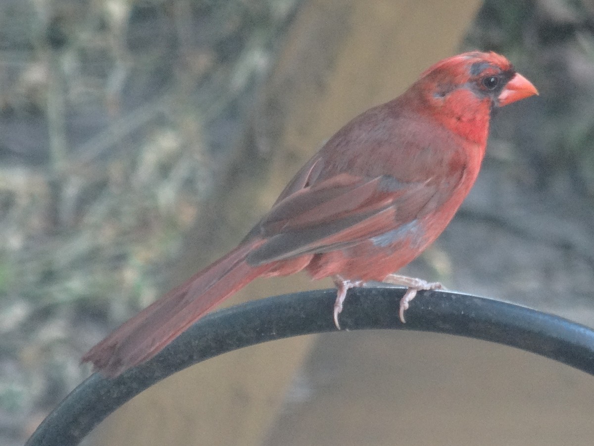 Cardinal rouge (groupe cardinalis) - ML623051109