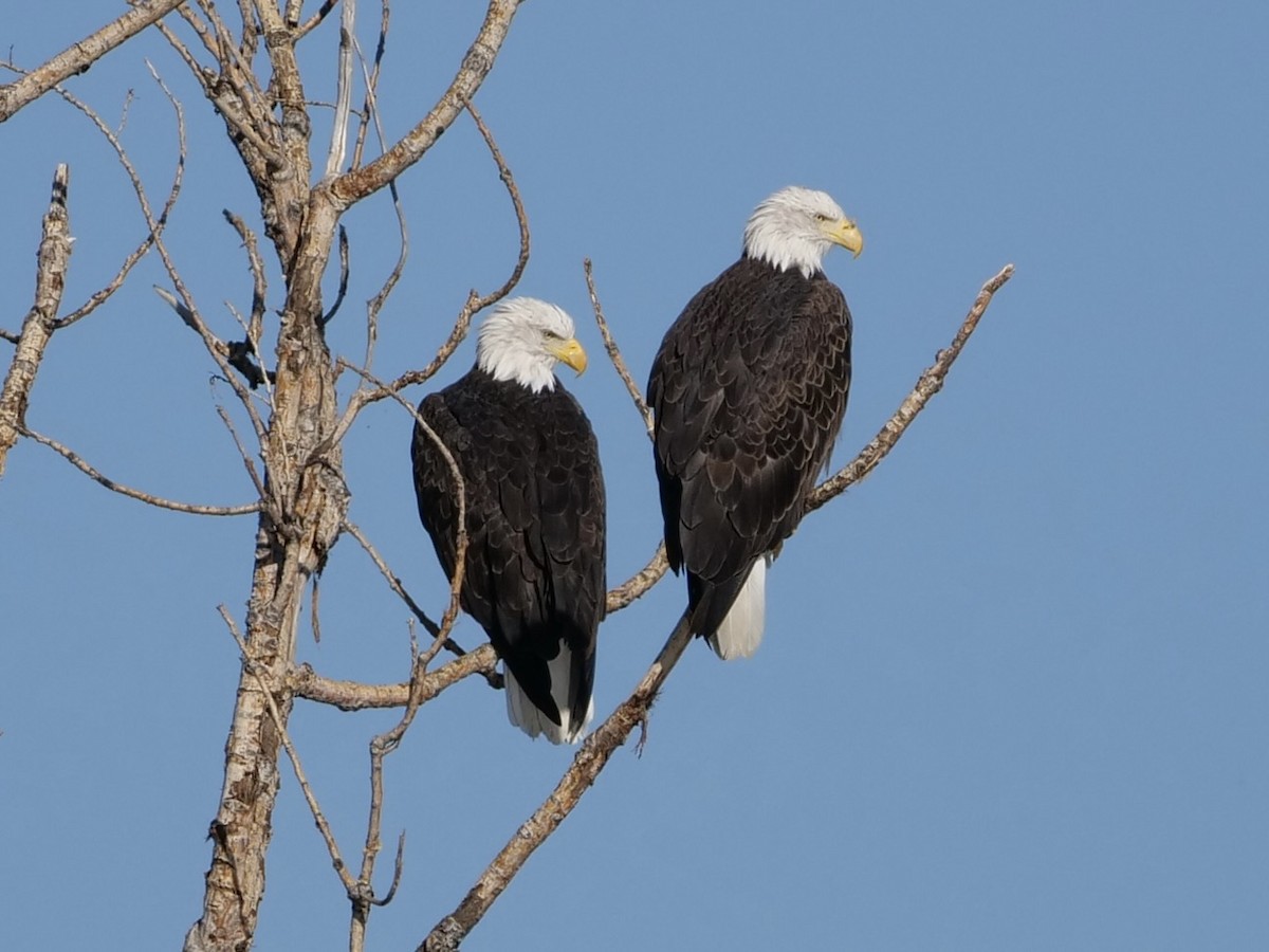 Weißkopf-Seeadler - ML623051128