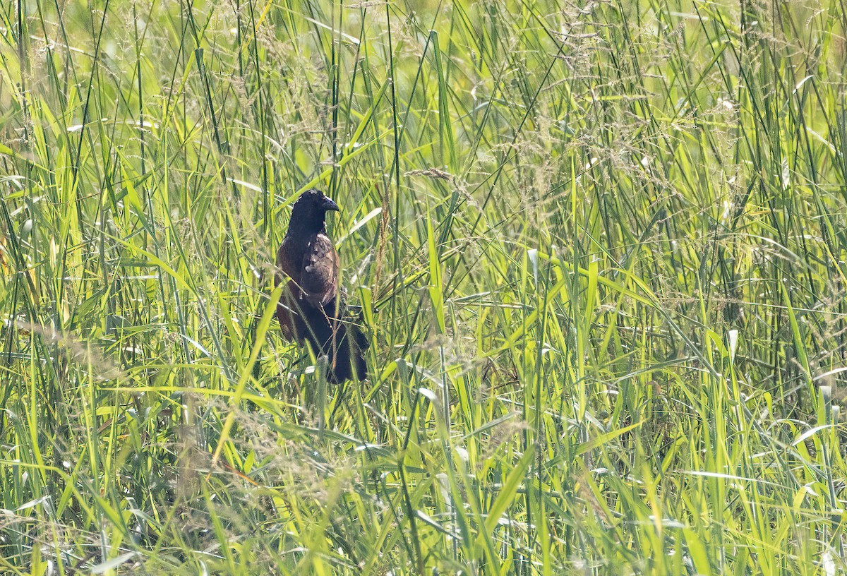 Black Coucal - ML623051143