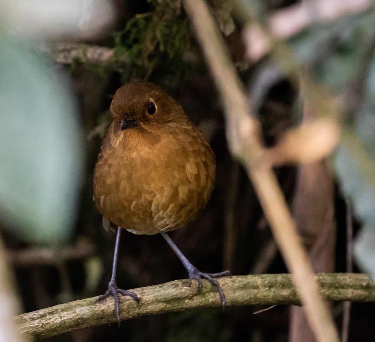 Panao Antpitta - ML623051150