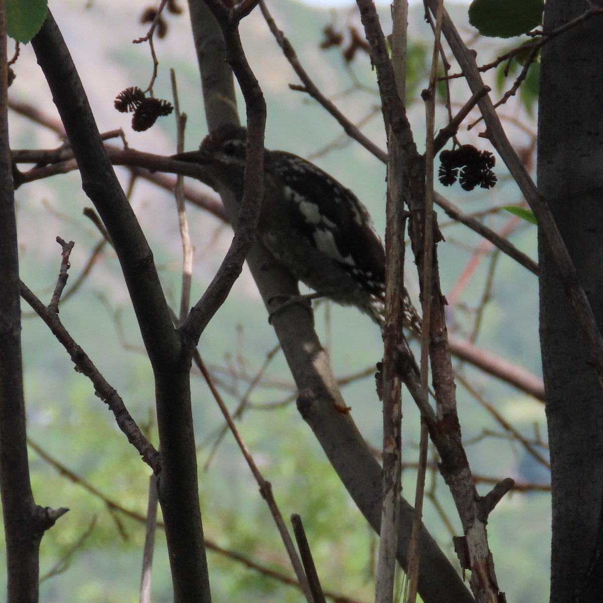 Red-naped Sapsucker - ML623051270