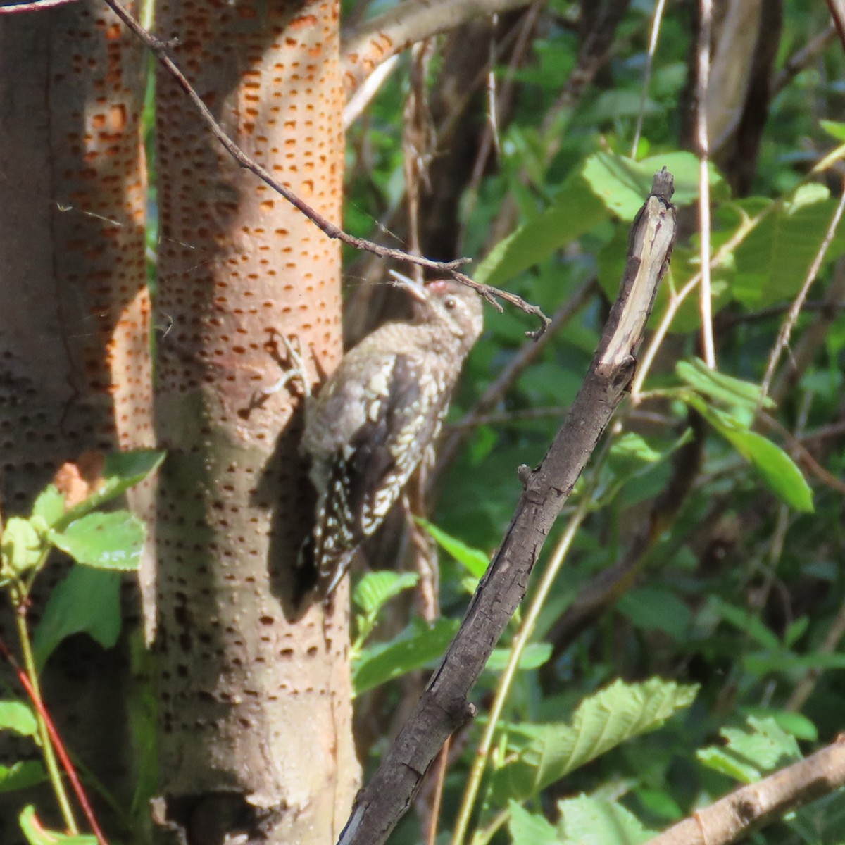 Red-naped Sapsucker - ML623051271