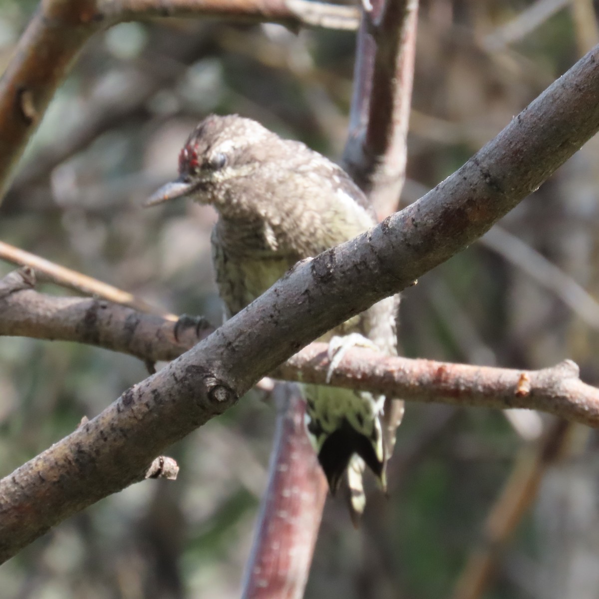 Red-naped Sapsucker - ML623051272