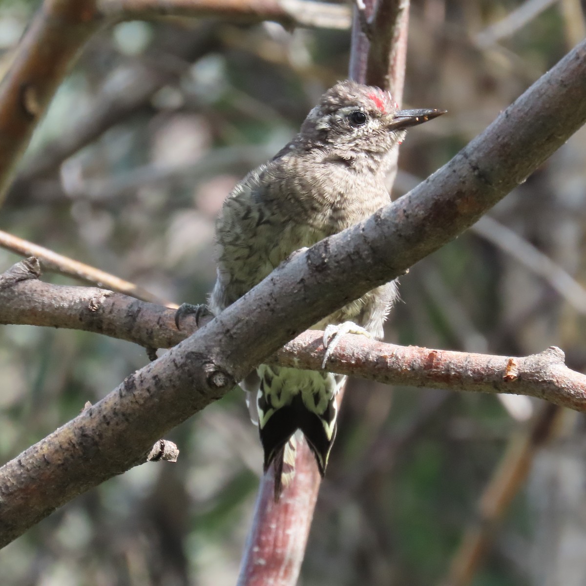 Red-naped Sapsucker - ML623051273