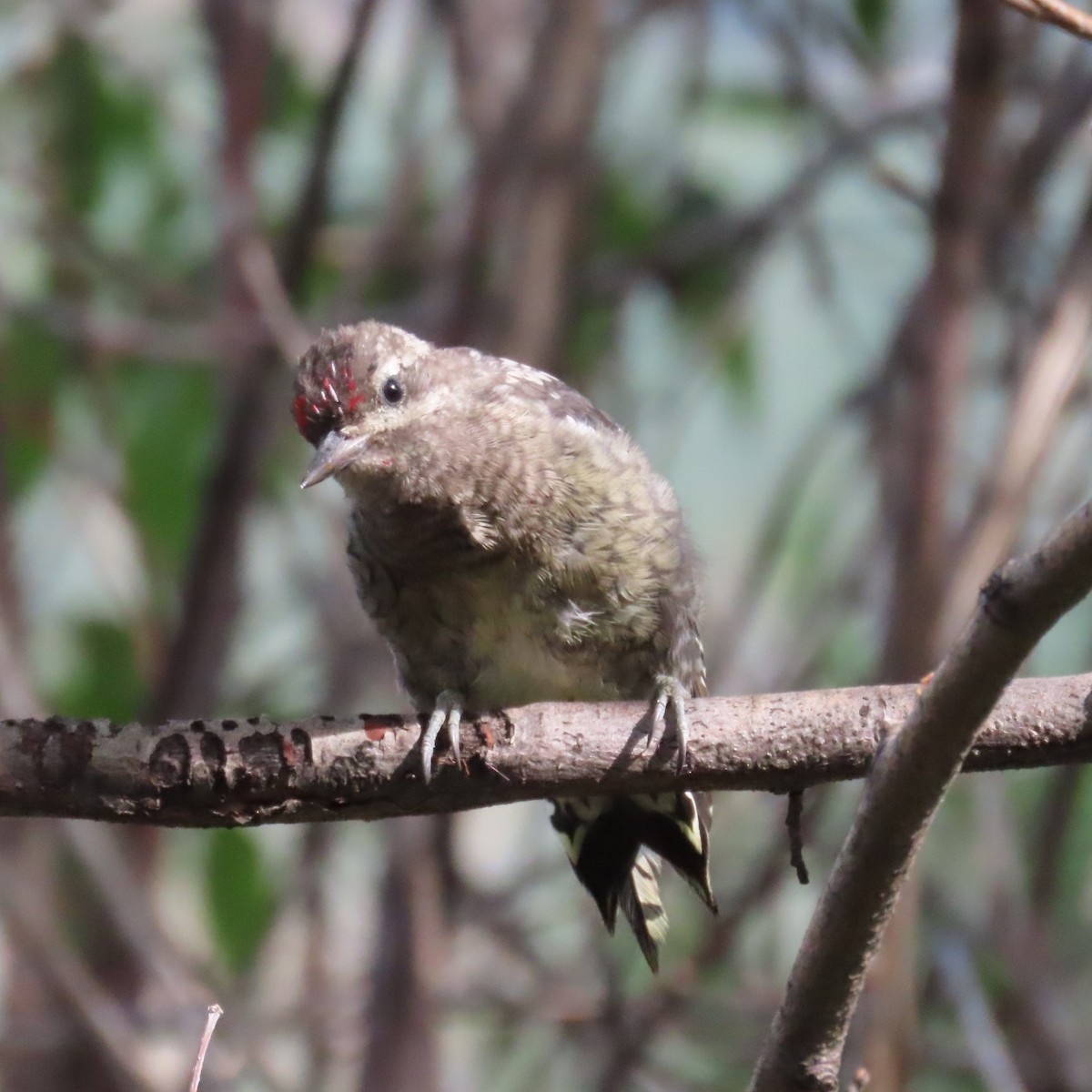 Red-naped Sapsucker - ML623051274