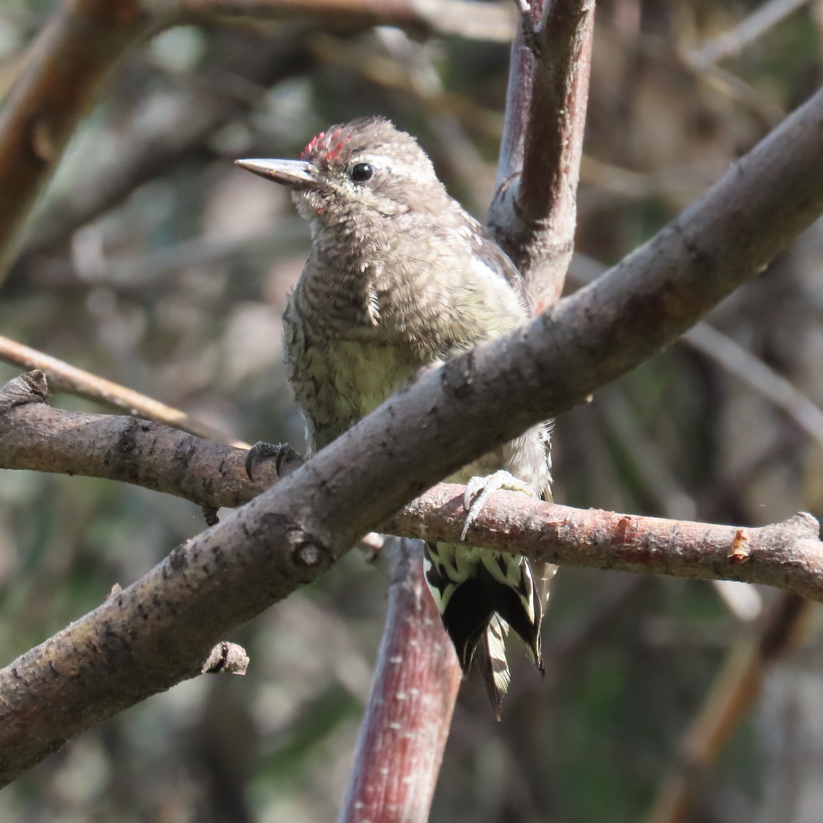 Red-naped Sapsucker - ML623051275