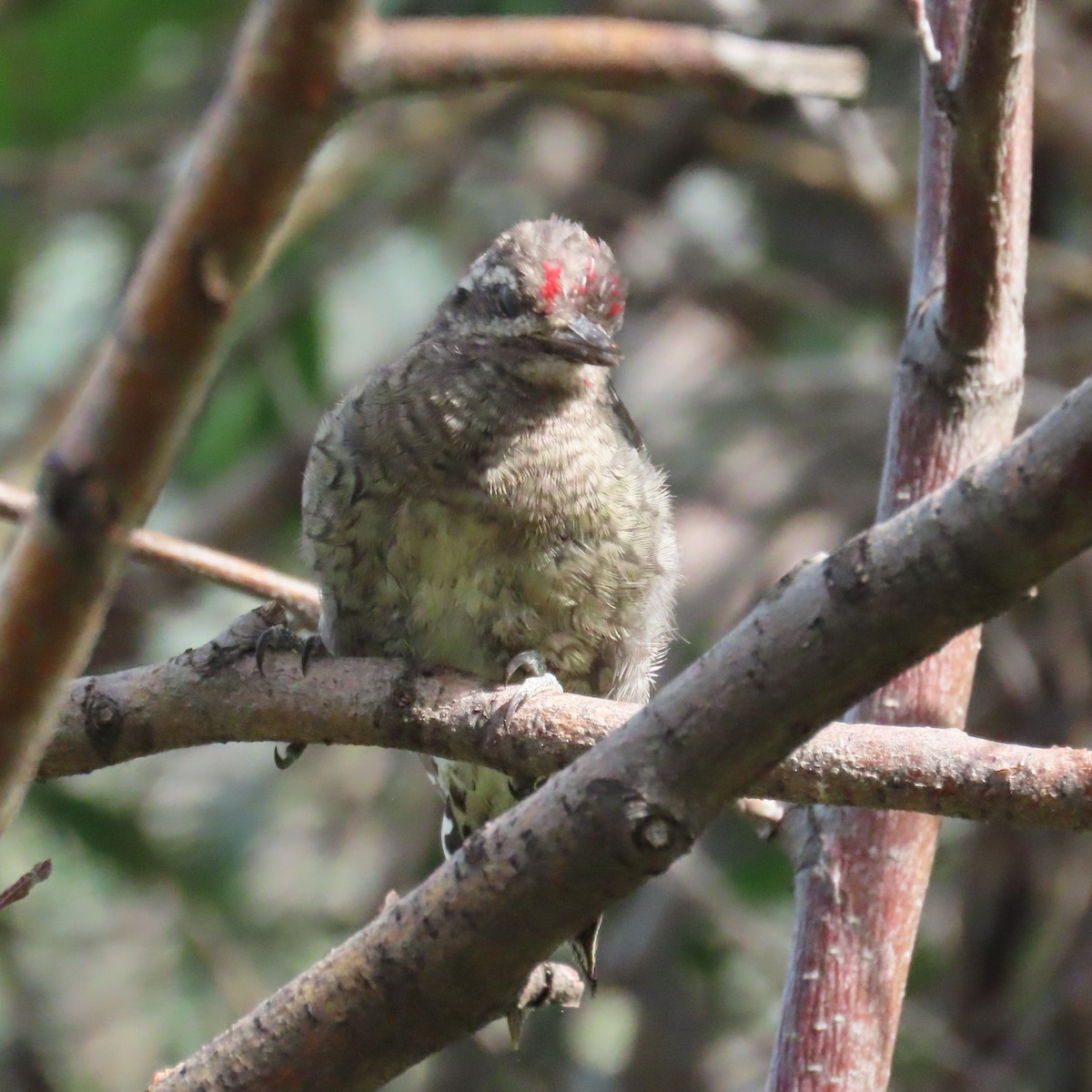 Red-naped Sapsucker - ML623051276