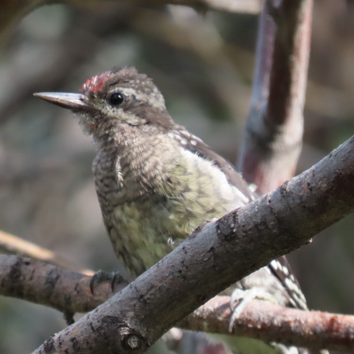 Red-naped Sapsucker - ML623051277