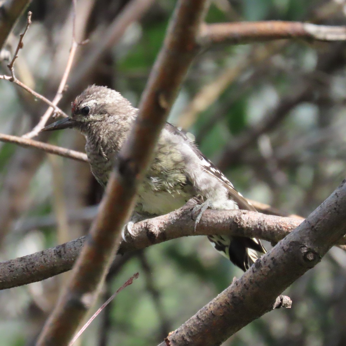 Red-naped Sapsucker - ML623051278