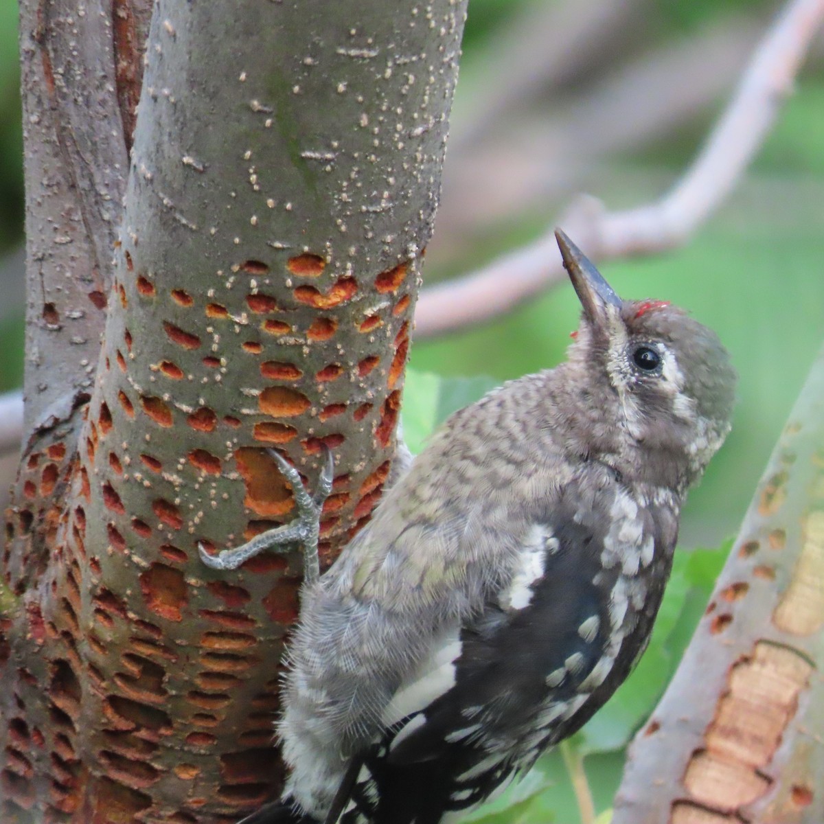 Red-naped Sapsucker - Mackenzie Goldthwait