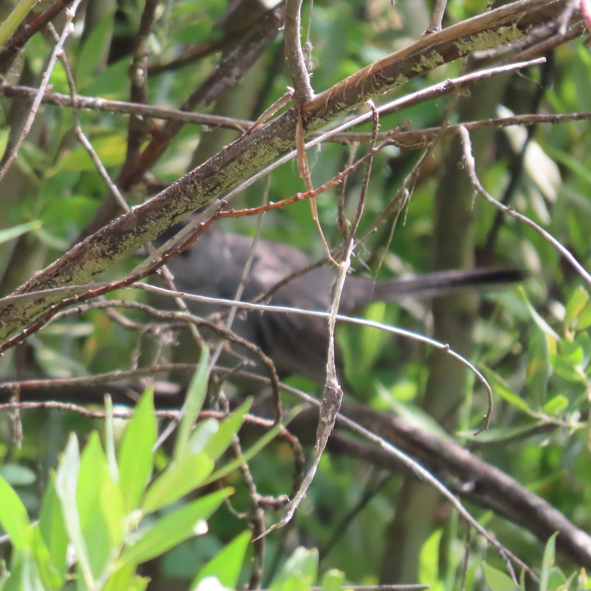 Pájaro Gato Gris - ML623051281