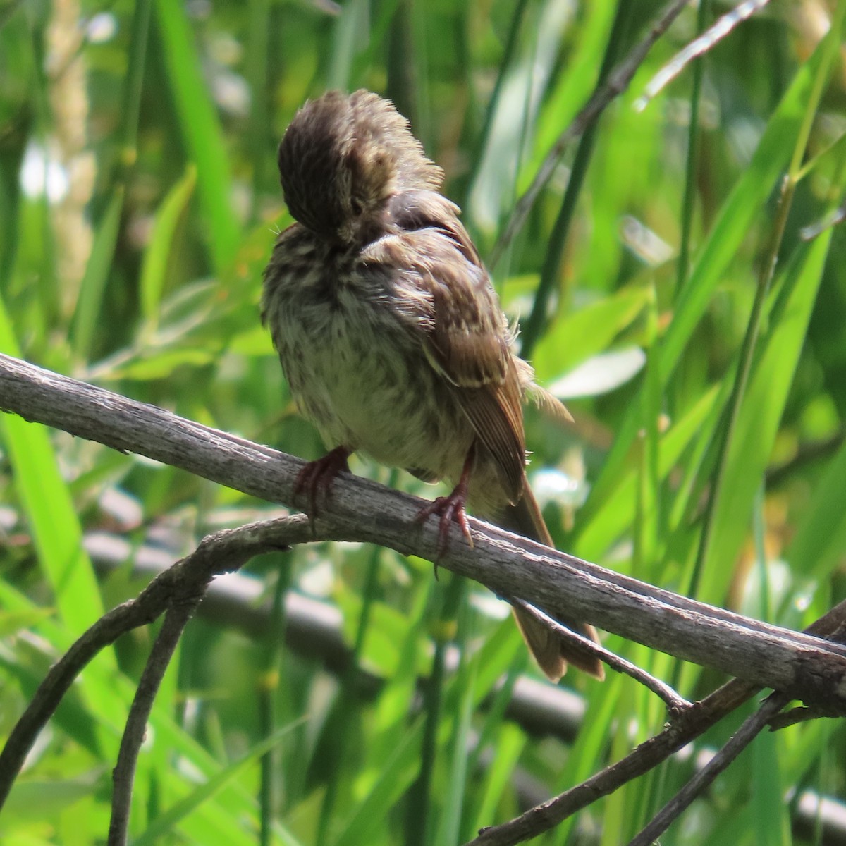 Song Sparrow - ML623051286